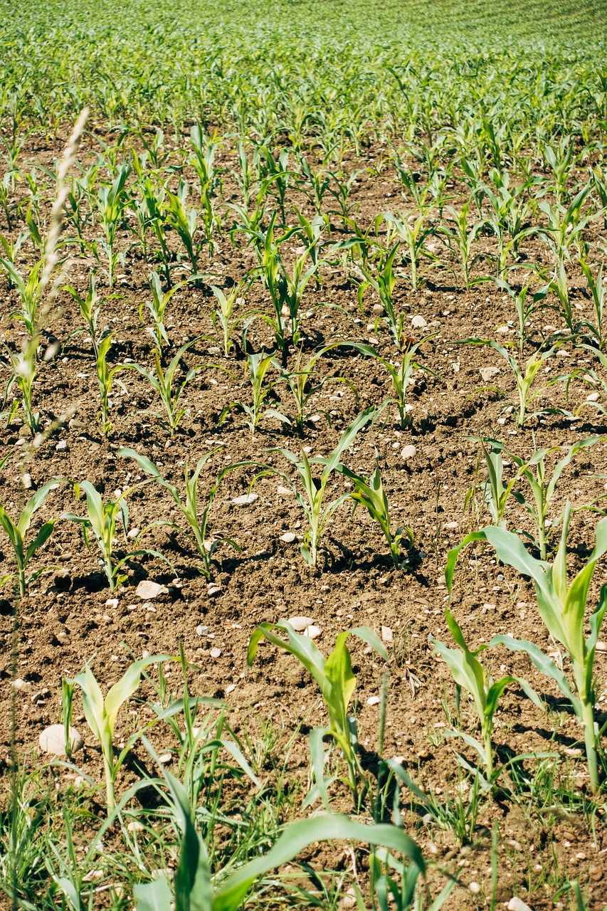 plant, fields, field-5329641.jpg